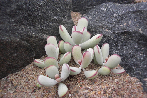 cotyledon elisae